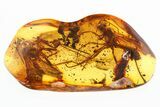 Two Large Detailed Fossil Spider Wasps (Pompilidae) In Baltic Amber #315523-3